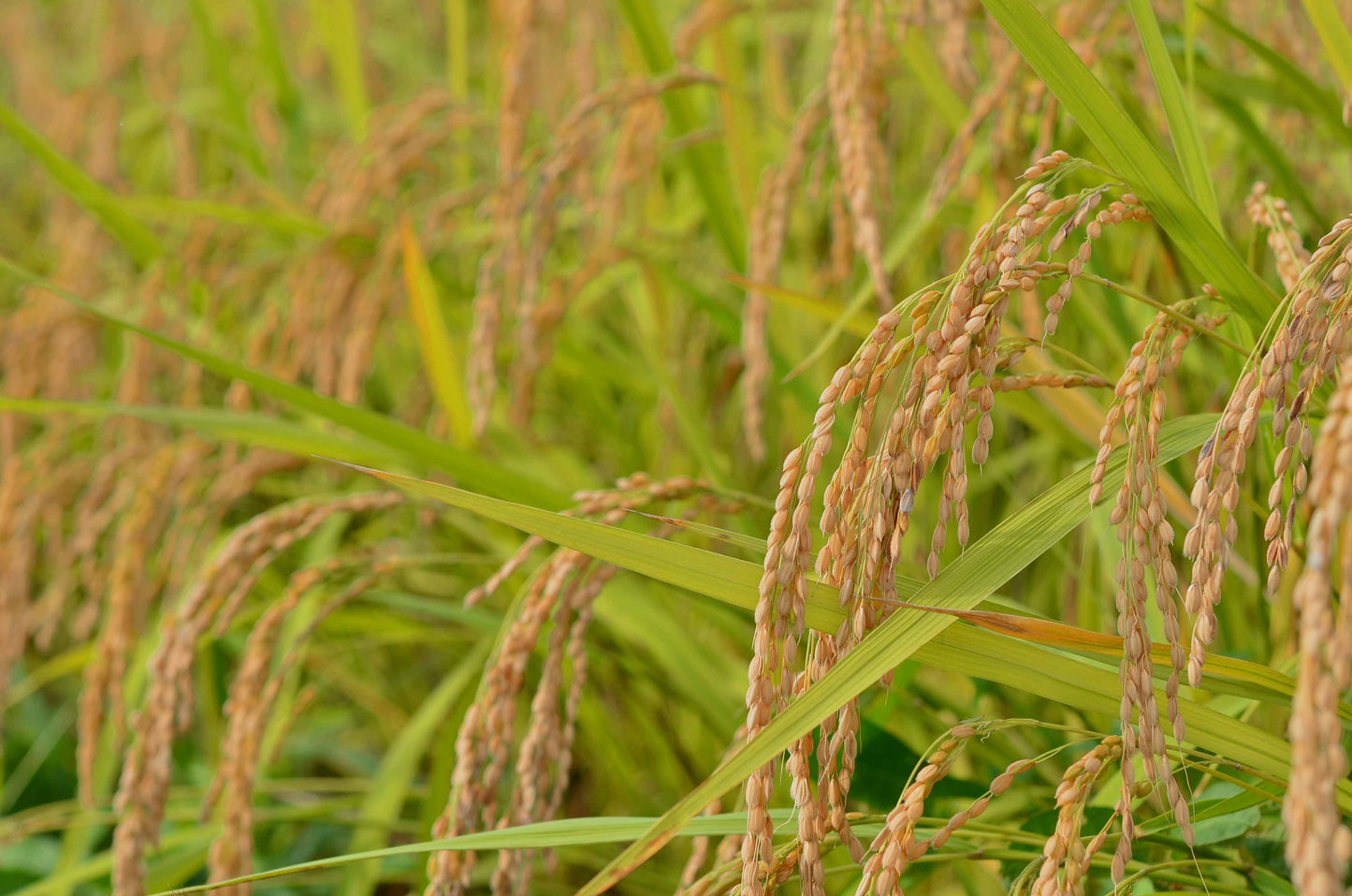 hugmiのお米　玄米　5kg × 2個 (10キロ)