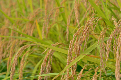 hugmiのお米　玄米　5kg × 2個 (10キロ)