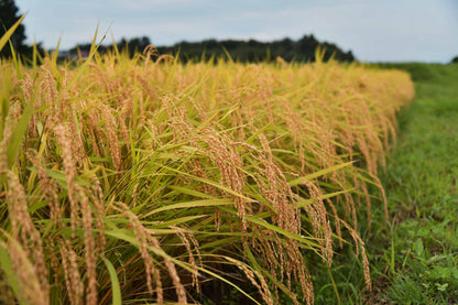 hugmiのお米　玄米　5kg × 2個 (10キロ)